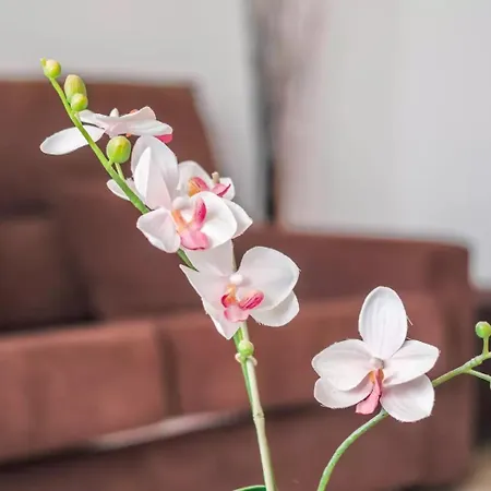 Estudio Ελ Μέντανο